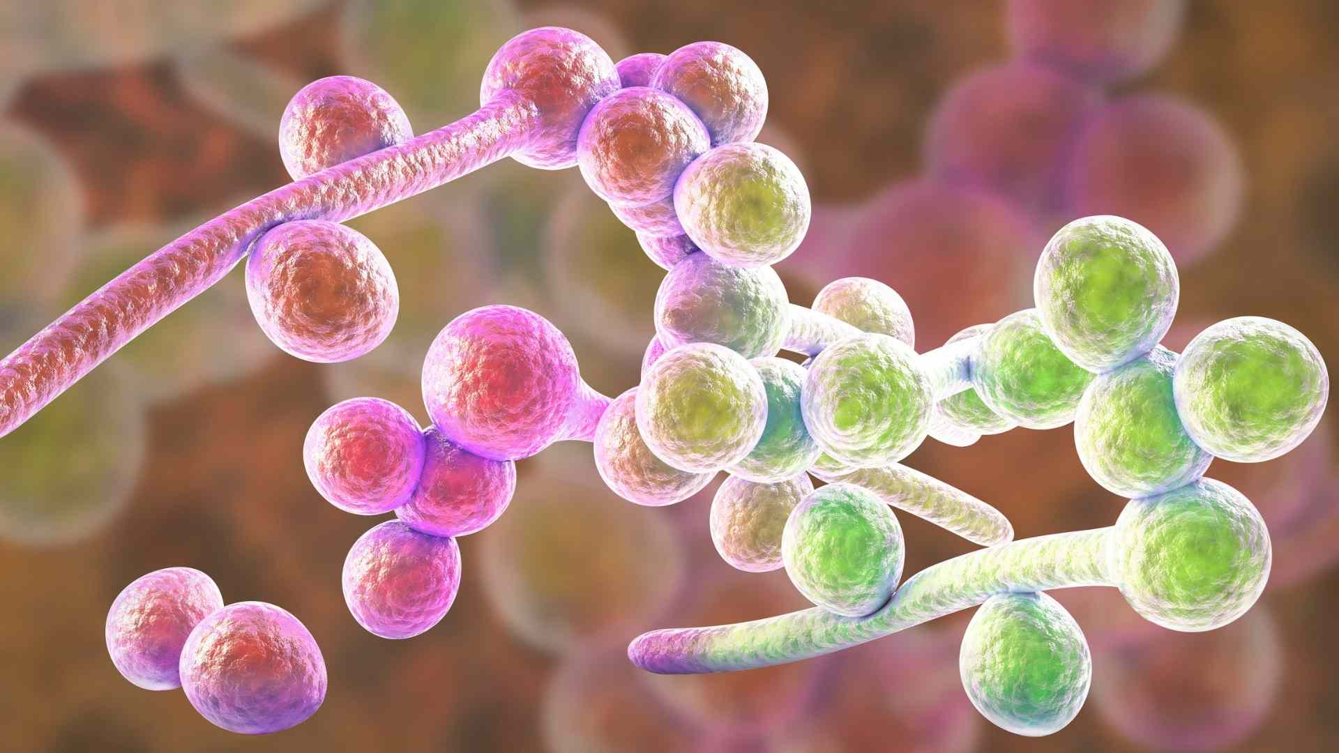 6 claves sobre la Candida en el intestino delgado (SIFO)|PARA WEB|6 claves sobre la Candida en el intestino delgado (SIFO)|6 claves sobre la Candida en el intestino delgado (SIFO)