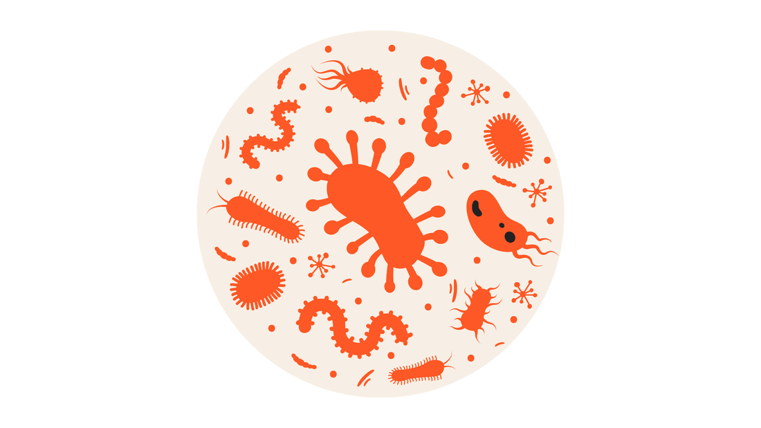 Test de parásitos en heces PCR