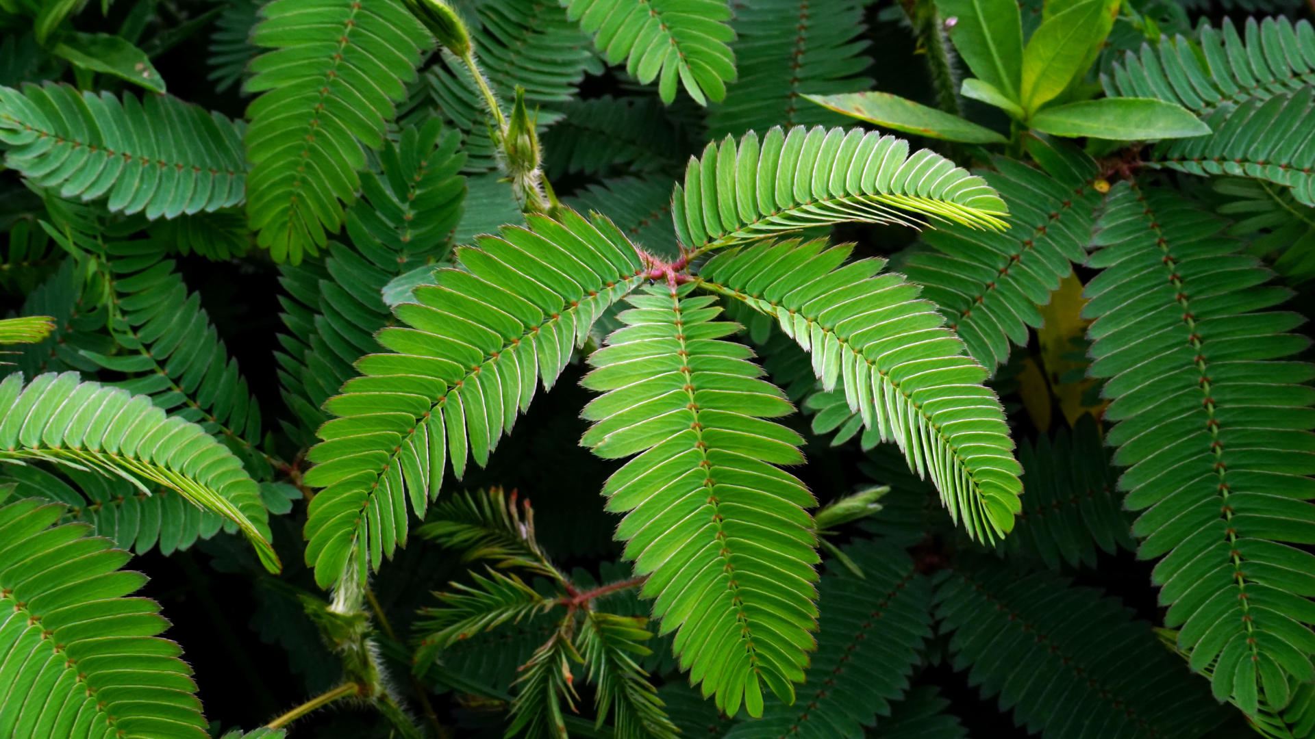 Mimosa pudica, la planta que está revolucionando la salud intestinal